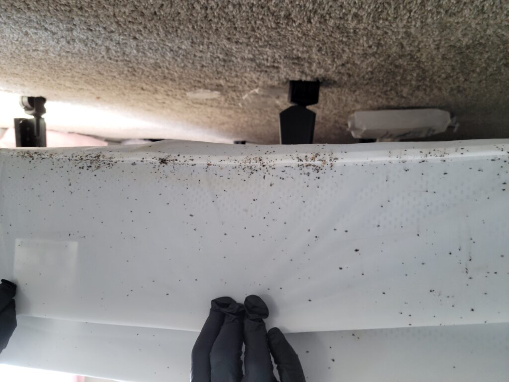A close up of bed bugs on the side of a mattress, representing one of our pest control services.