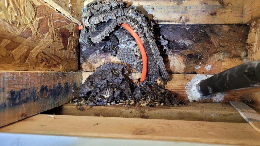 A close up of a wasp nest, representing one of our pest control services.