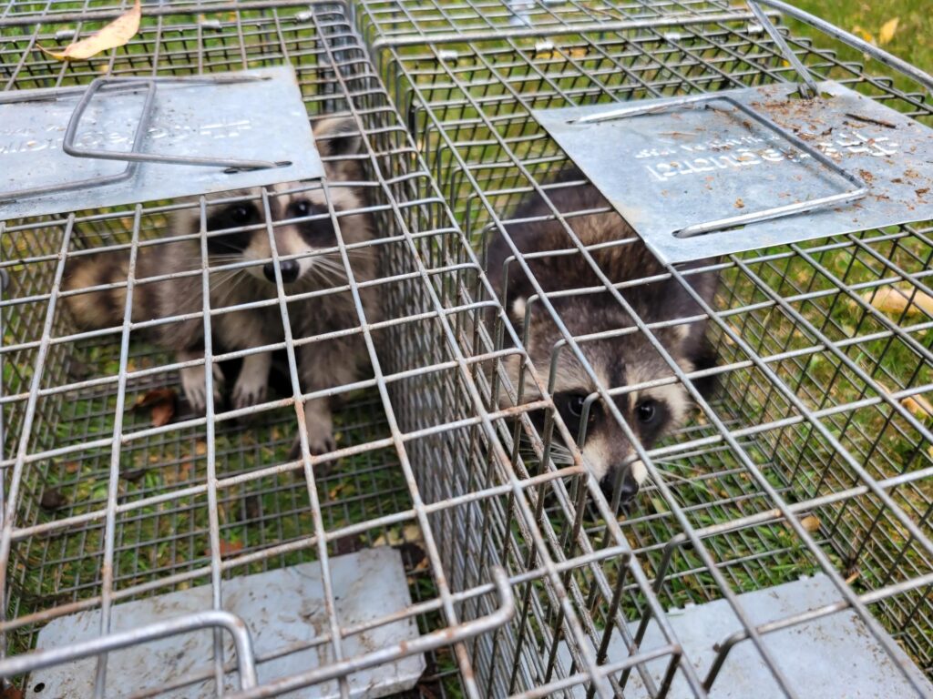 A raccoons in a cage, representing one of our pest control services.