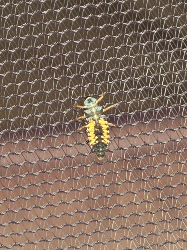 A close up of a bee, representing one of our pest control services.