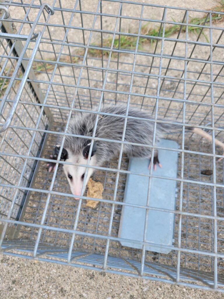 A possum in a cage, representing one of our pest control services.