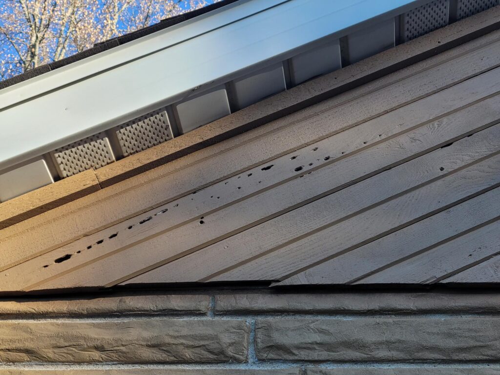 Woodpecker holes in brown vinyl siding, representing our wildlife control services.