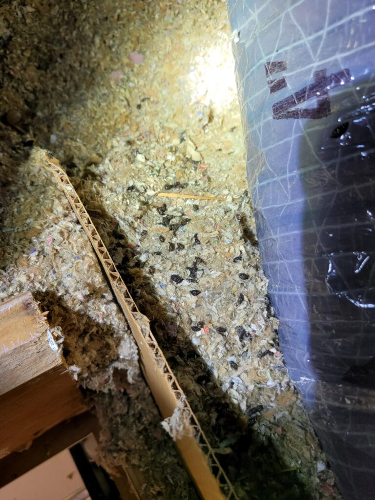 Rodent droppings in attic insulation near ventilation pipe, representing our wildlife control services.
