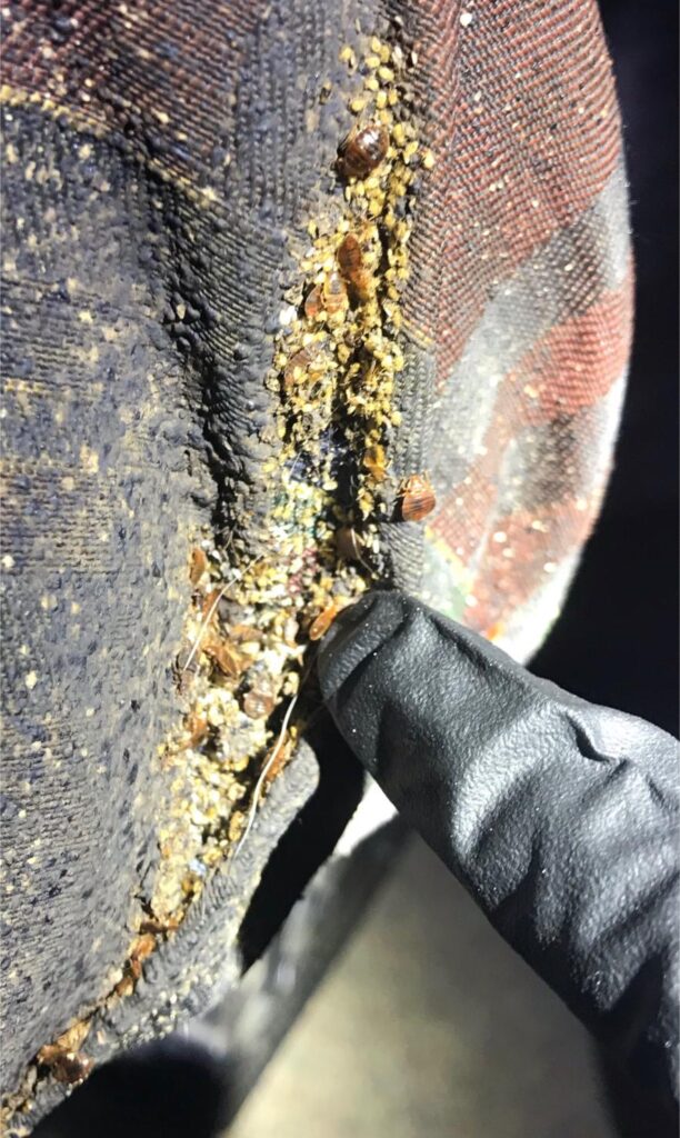 A close up view of the underside of a mattress, showing bed bugs.