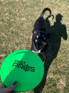 One of our Pest Pros technicians dog holding in his mouth, a frisbee with the Pest Pros logo on it, symbolizing the pet-friendly approach to pest control.