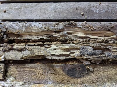 A close up of termites, representing one of our pest control services.