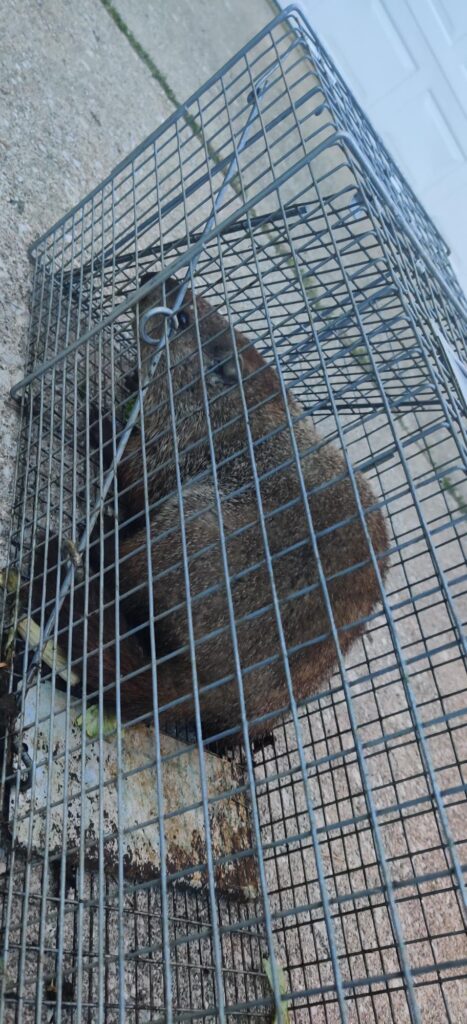 A animal in a cage, representing one of our pest control services.