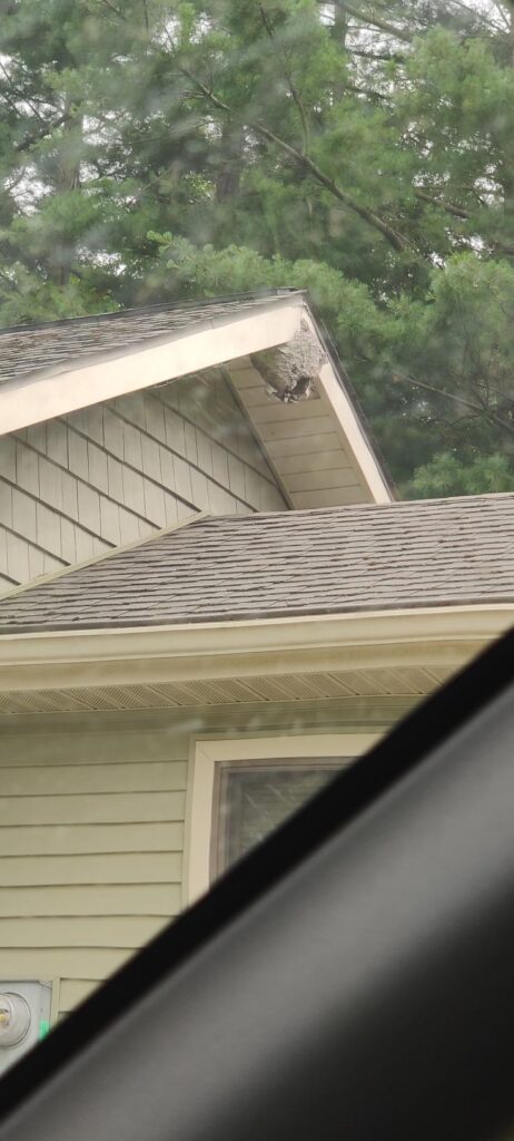 A large wasp nest on the roof of a house, representing one of our pest control services.