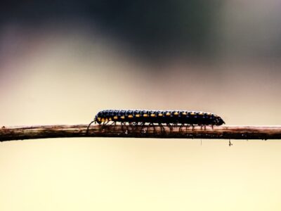 Close up of a millipede, representing one of our pest control services.