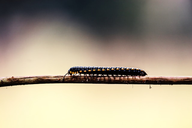 Close up of a millipede, representing one of our pest control services.