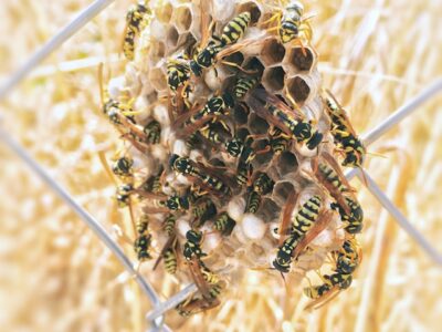 A close up of bees building their nest, representing one of our pest control services.