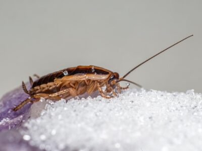 A close up view of a cockroach representing Property Damage Pests Control.