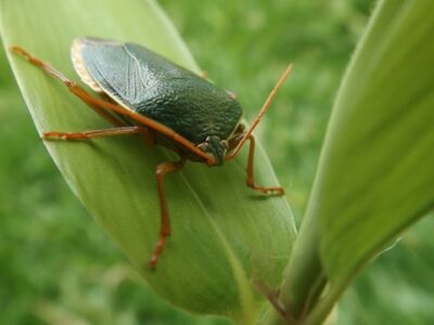 A close up view of a Stink bug representing Nuisance Pests Control.