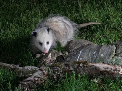 A close up view of an opossum representing Rodent & Wildlife Control.