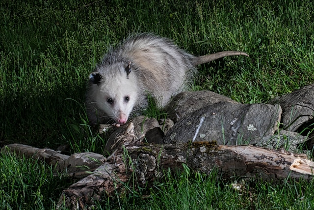 A close up view of an opossum representing Rodent & Wildlife Control.