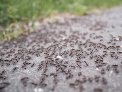 A close up of a swarm of ants, representing one of our pest control services.