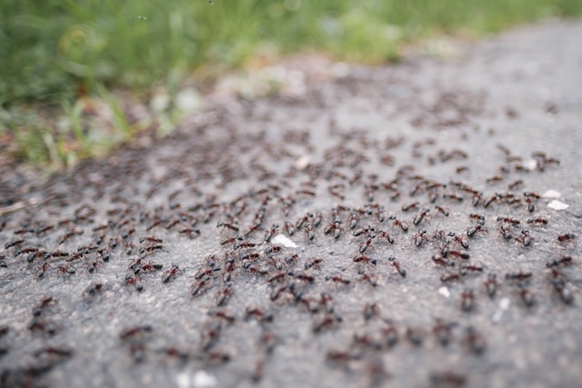 A close up of a swarm of ants, representing one of our pest control services.