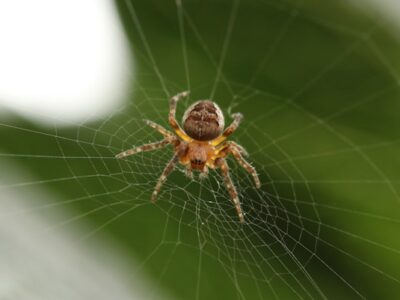 A close up of a spider on it's web, representing one of our pest control services.