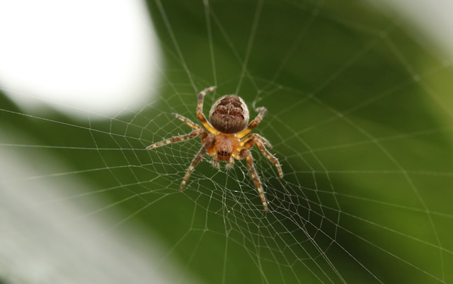 A close up of a spider on it's web, representing one of our pest control services.