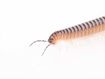 A close up of a Centipede, one of our pest control services.