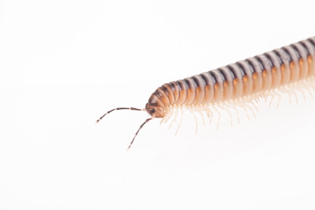 A close up of a Centipede, one of our pest control services.