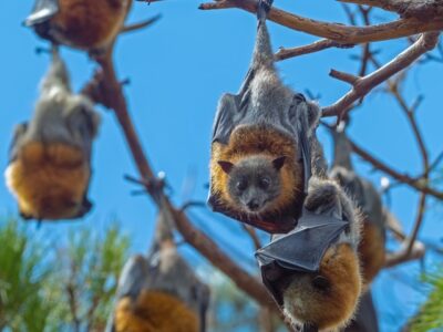 A group of bats, hanging from a tree branch, representing one of our pest control services.