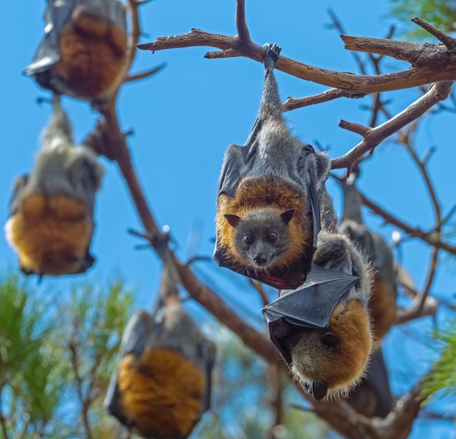 A group of bats, hanging from a tree branch, representing one of our pest control services.