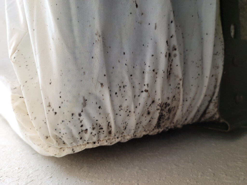 Close-up view of a bed bug infestation, showing adult bed bugs and potentially eggs clustered in a typical hiding spot.