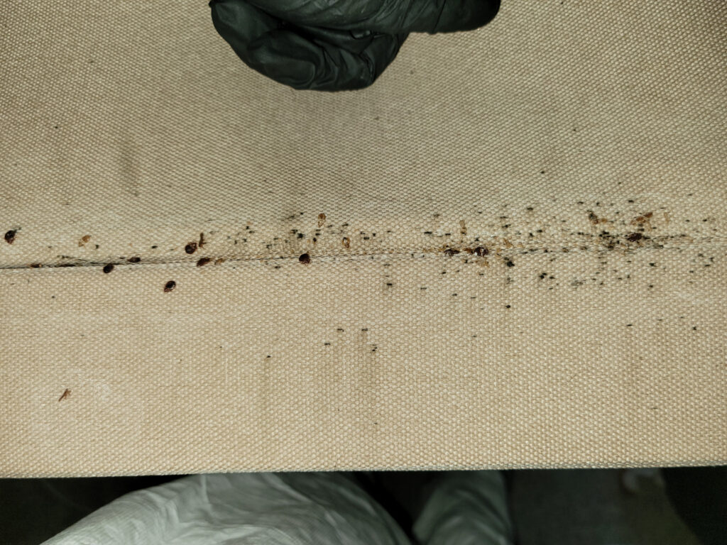 Close-up view of a bed bug infestation, showing adult bed bugs and potentially eggs clustered in a typical hiding spot.