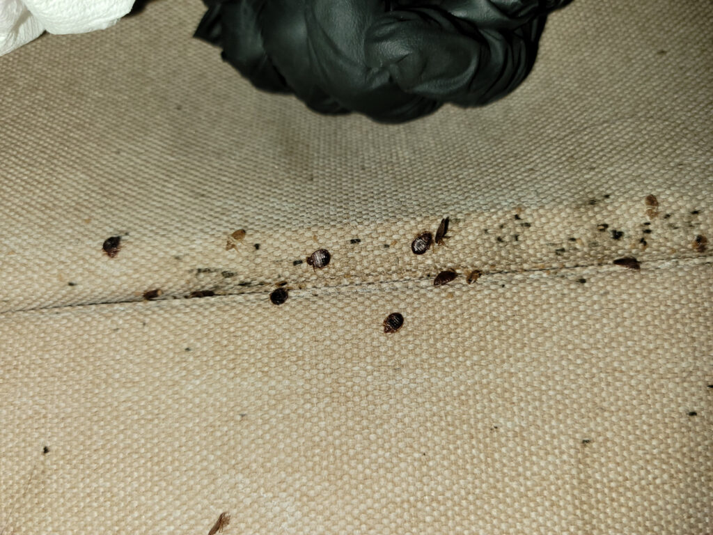 Close-up view of a bed bug infestation, showing adult bed bugs and potentially eggs clustered in a typical hiding spot.