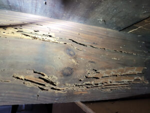 Close up view of extensive termite damage of a floor beam.