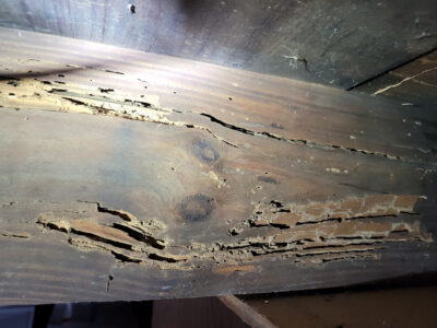 Close up view of extensive termite damage of a floor beam.
