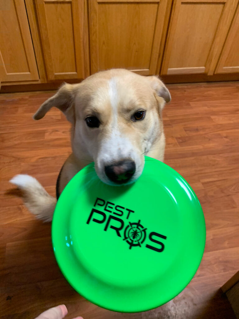 One of our Pest Pros technicians dog holding in his mouth, a frisbee with the Pest Pros logo on it, symbolizing the pet-friendly approach to pest control.