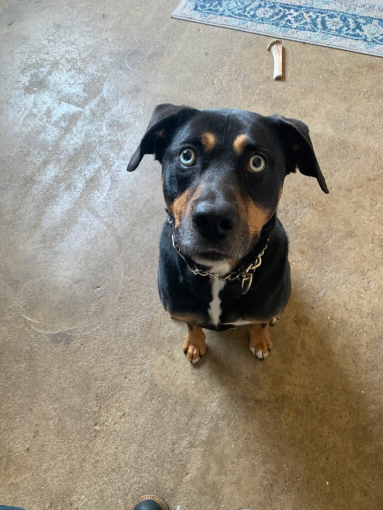 One of the Pest Pros technicians dogs, symbolizing the pet-friendly approach to pest control.