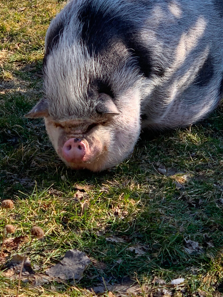 One of the Pest Pros technicians dogs, symbolizing the pet-friendly approach to pest control.