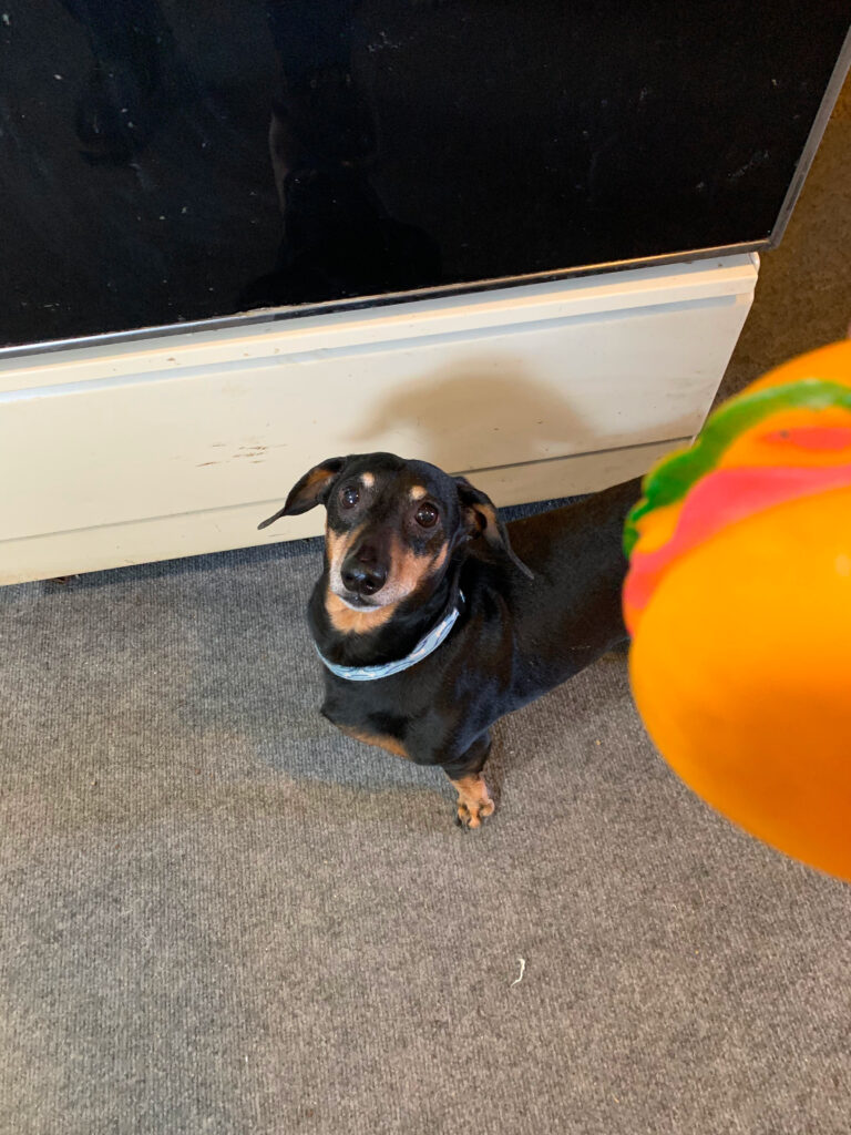 One of our Pest Pros technicians small dog peaking out behind an office chair, symbolizing the pet-friendly approach to pest control.