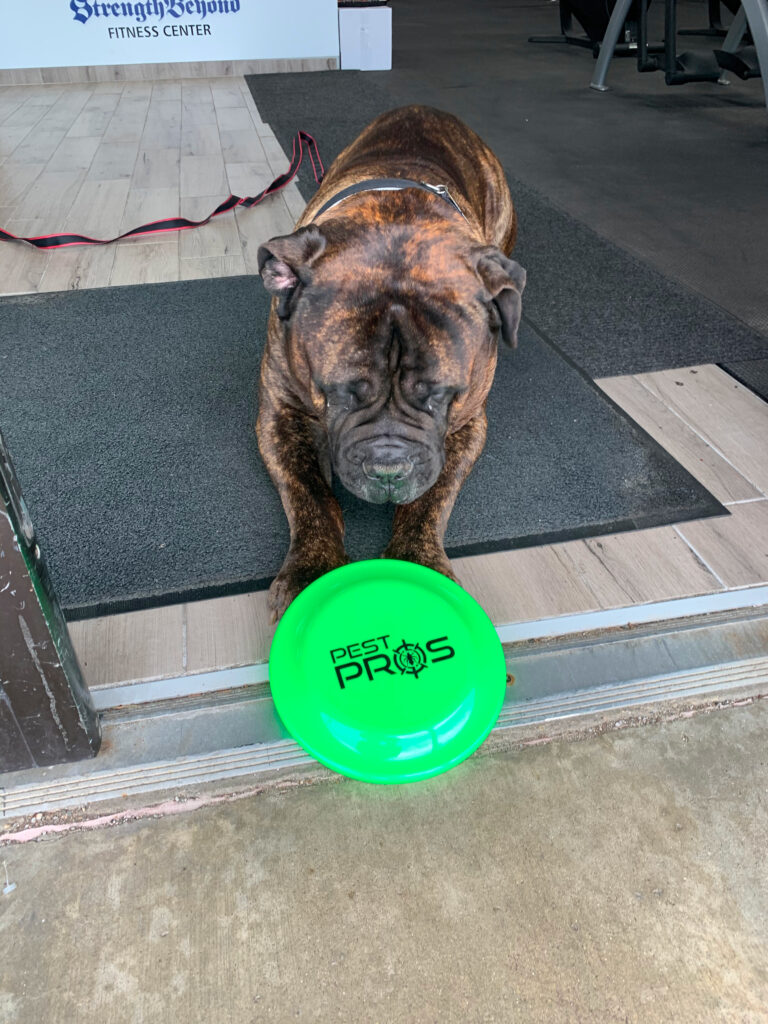 One of our Pest Pros technicians dog looking at a frisbee with the Pest Pros logo on it, symbolizing the pet-friendly approach to pest control.