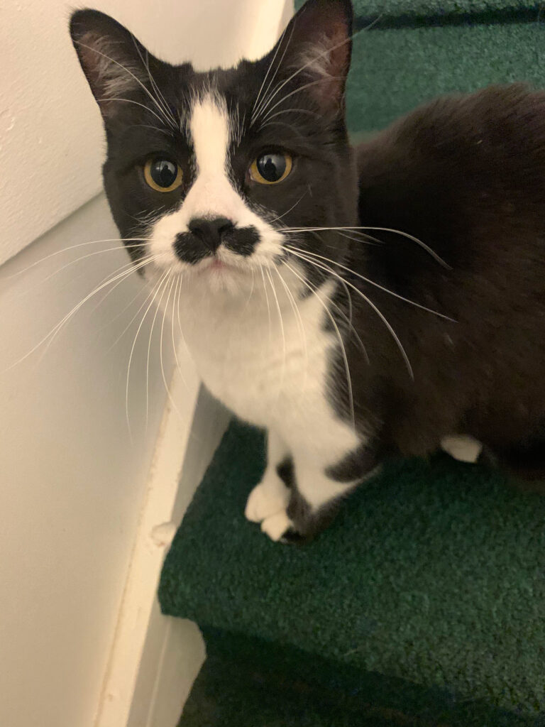 One of our Pest Pros technicians pet cat posing on an office chair, symbolizing the pet-friendly approach to pest control.