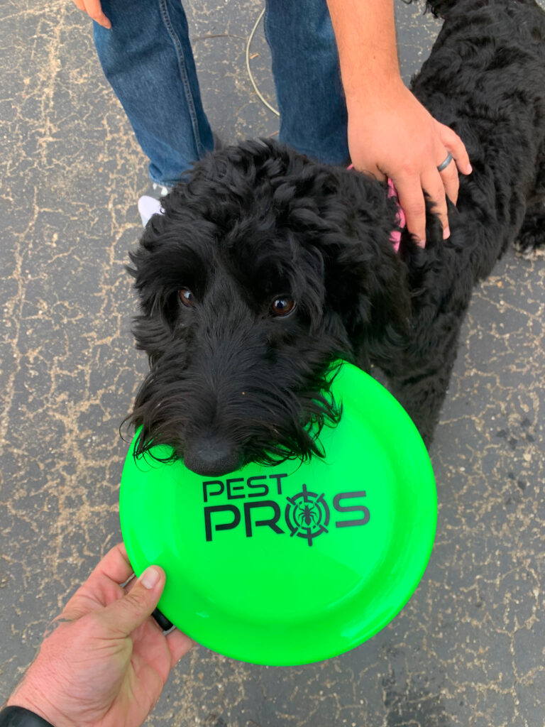 One of our Pest Pros technicians dog holding in his mouth, a frisbee with the Pest Pros logo on it, symbolizing the pet-friendly approach to pest control.