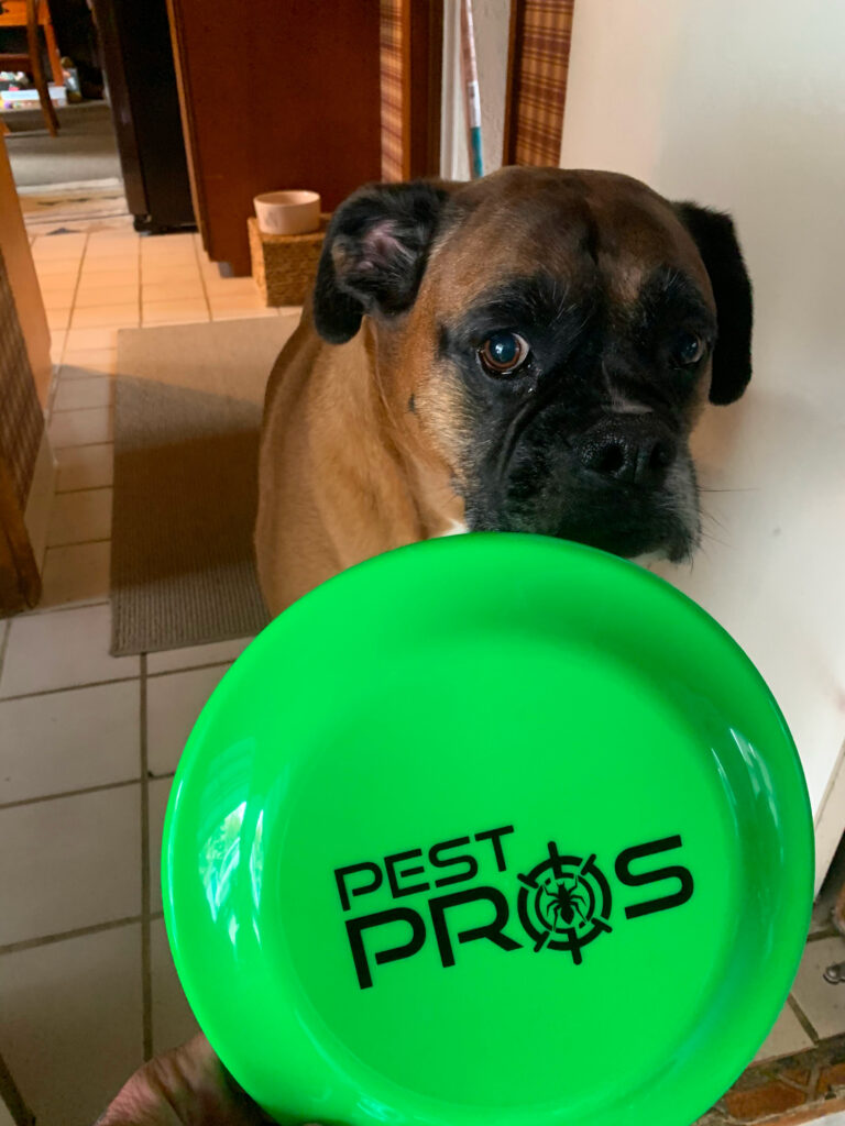 One of our Pest Pros technicians dog looking at a frisbee with the Pest Pros logo on it, symbolizing the pet-friendly approach to pest control.