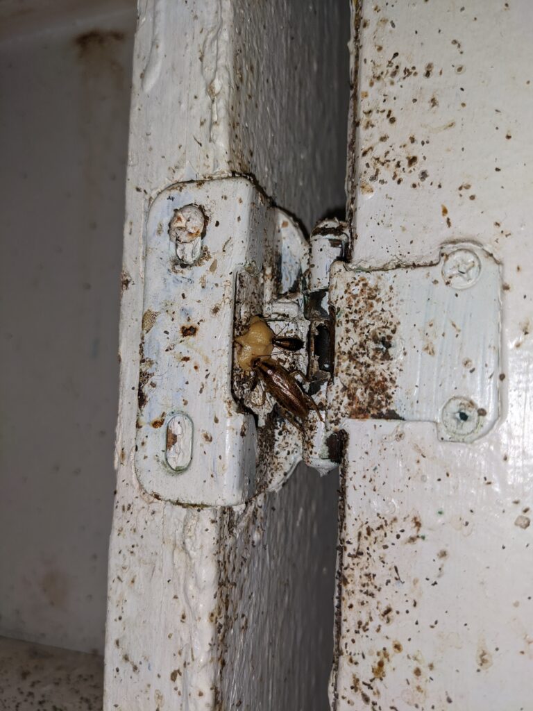 A close up of an adult and young cockroach on a door hinge.