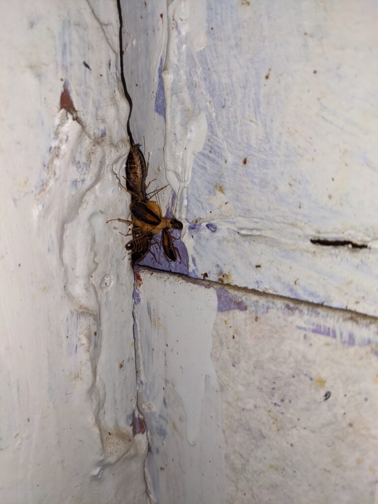 Cockroaches appearing to go in and out of a corner of a basement wall.