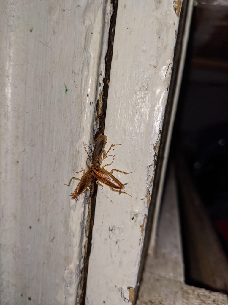 A close up view of cockroaches crawling in between a window frame.