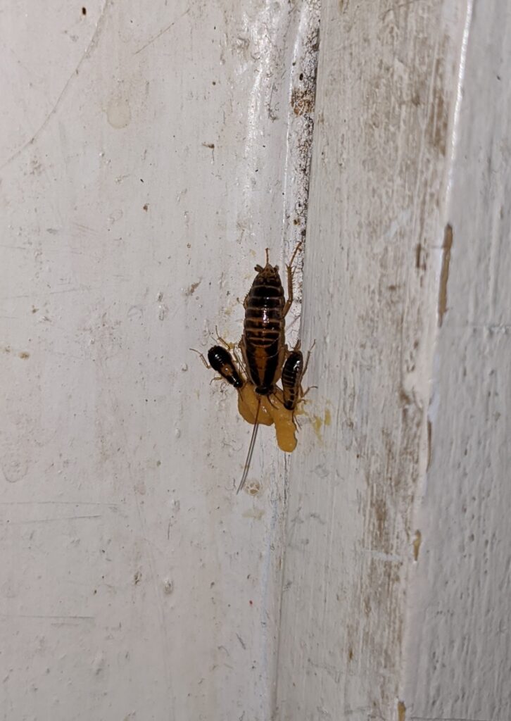A close up view of one large cockroach and two smaller cockroaches.