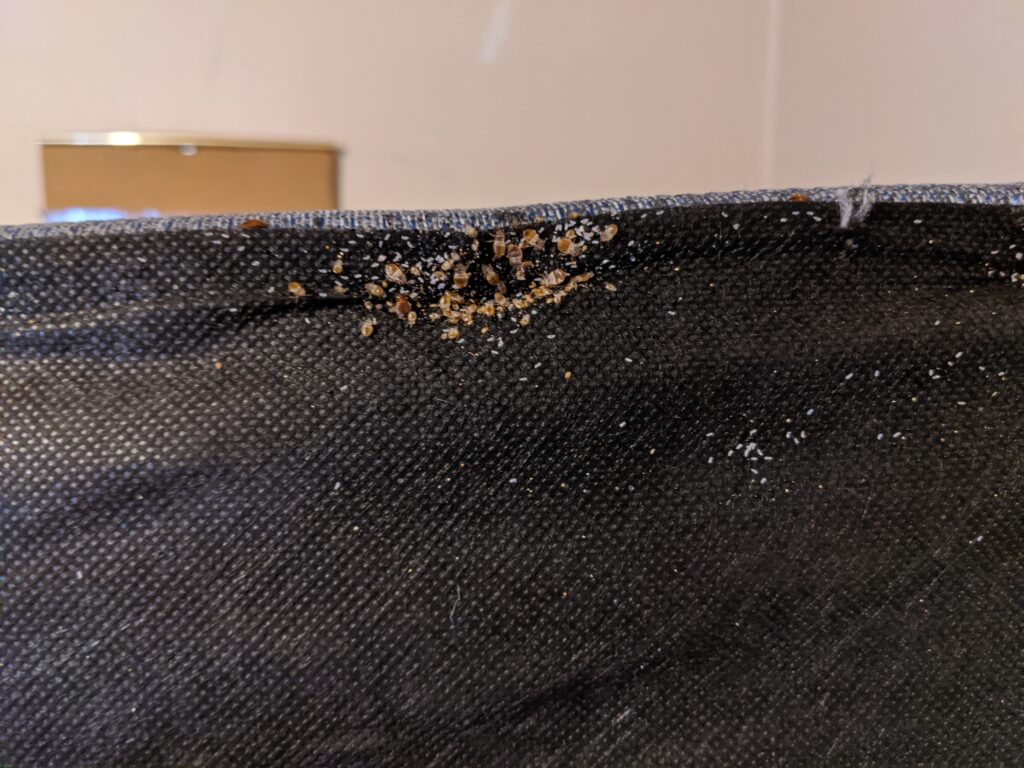 A close up view of the underside of a mattress, showing bed bugs.