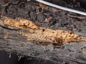 Close up view of termite damage.