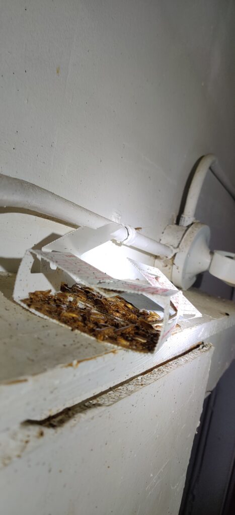 A cockroach sticky trap in a basement that has many cockroaches caught in it.