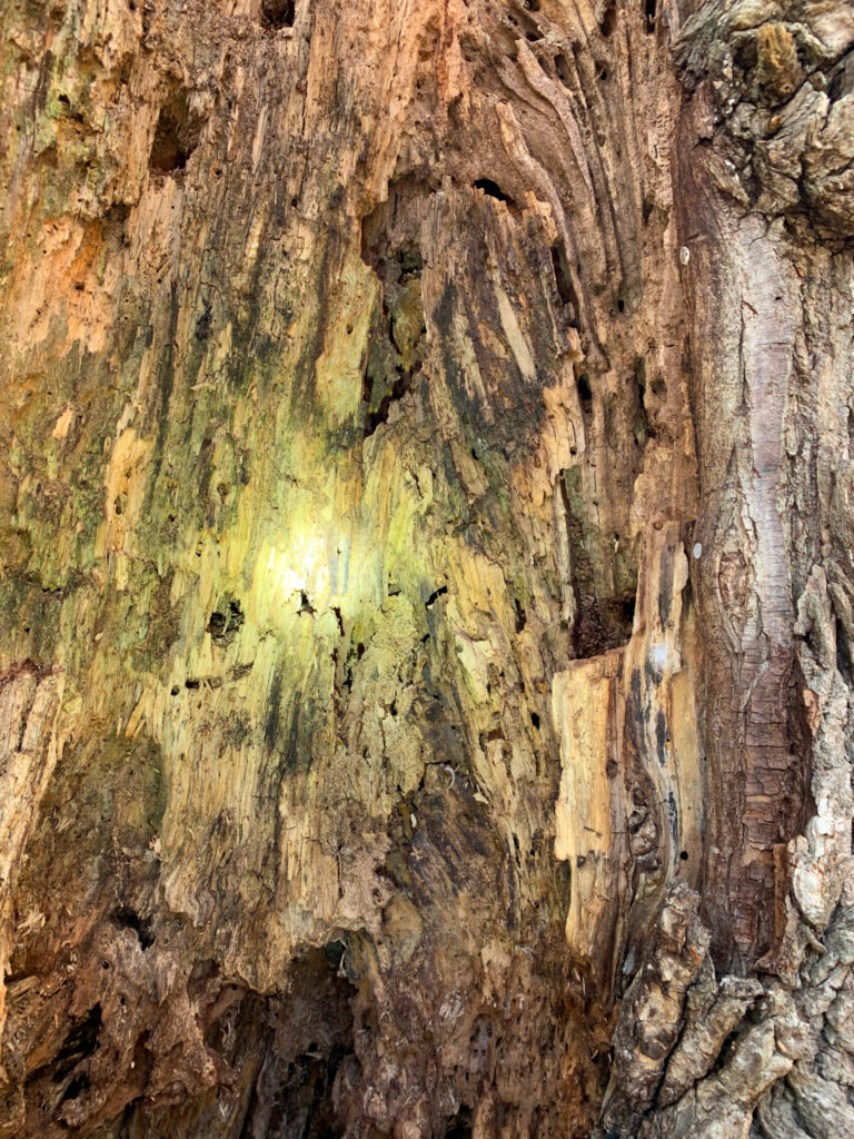 Close up view of extensive termite damage of a tree.