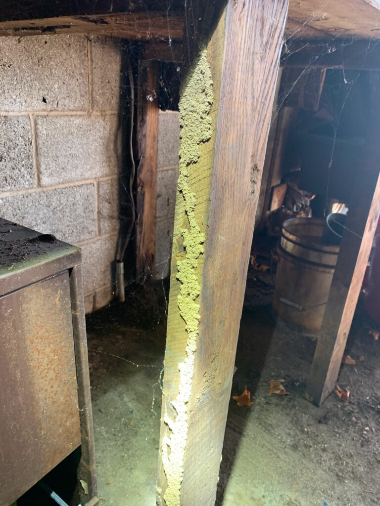 Close up view of termite damage on a support beam in a basement.