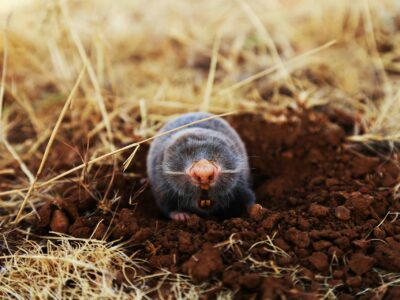 A mole emerging from its burrow, representing our wildlife & rodent control services.
